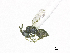  ( - SMNS_37854)  @11 [ ] CreativeCommons  Attribution Share-Alike (by-sa) (2020) State Museum of Natural History Stuttgart State Museum of Natural History Stuttgart