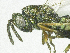  ( - SMNS_37884)  @11 [ ] CreativeCommons  Attribution Share-Alike (by-sa) (2020) State Museum of Natural History Stuttgart State Museum of Natural History Stuttgart