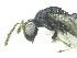  ( - SMNS_37933)  @11 [ ] CreativeCommons  Attribution Share-Alike (by-sa) (2020) State Museum of Natural History Stuttgart State Museum of Natural History Stuttgart