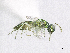  ( - SMNS_37960)  @11 [ ] CreativeCommons  Attribution Share-Alike (by-sa) (2020) State Museum of Natural History Stuttgart State Museum of Natural History Stuttgart