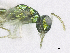 ( - SMNS_37960)  @11 [ ] CreativeCommons  Attribution Share-Alike (by-sa) (2020) State Museum of Natural History Stuttgart State Museum of Natural History Stuttgart