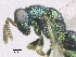  ( - SMNS_38009)  @11 [ ] CreativeCommons  Attribution Share-Alike (by-sa) (2020) State Museum of Natural History Stuttgart State Museum of Natural History Stuttgart