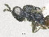  ( - SMNS_38012)  @11 [ ] CreativeCommons  Attribution Share-Alike (by-sa) (2020) State Museum of Natural History Stuttgart State Museum of Natural History Stuttgart