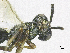 ( - SMNS_38049)  @11 [ ] CreativeCommons  Attribution Share-Alike (by-sa) (2020) State Museum of Natural History Stuttgart State Museum of Natural History Stuttgart