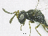  ( - SMNS_38215)  @11 [ ] CreativeCommons  Attribution Share-Alike (by-sa) (2020) State Museum of Natural History Stuttgart State Museum of Natural History Stuttgart