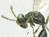  ( - SMNS_38217)  @11 [ ] CreativeCommons  Attribution Share-Alike (by-sa) (2020) State Museum of Natural History Stuttgart State Museum of Natural History Stuttgart