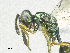  ( - SMNS_38230)  @11 [ ] CreativeCommons  Attribution Share-Alike (by-sa) (2020) State Museum of Natural History Stuttgart State Museum of Natural History Stuttgart