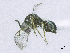  (Stictomischus groschkei - SMNS_38253)  @11 [ ] CreativeCommons  Attribution Share-Alike (by-sa) (2020) State Museum of Natural History Stuttgart State Museum of Natural History Stuttgart