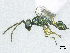  ( - SMNS_38281)  @11 [ ] CreativeCommons  Attribution Share-Alike (by-sa) (2020) State Museum of Natural History Stuttgart State Museum of Natural History Stuttgart