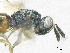  ( - SMNS_38337)  @11 [ ] CreativeCommons  Attribution Share-Alike (by-sa) (2020) State Museum of Natural History Stuttgart State Museum of Natural History Stuttgart