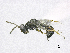  ( - SMNS_38341)  @11 [ ] CreativeCommons  Attribution Share-Alike (by-sa) (2020) State Museum of Natural History Stuttgart State Museum of Natural History Stuttgart