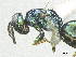  ( - SMNS_38379)  @11 [ ] CreativeCommons  Attribution Share-Alike (by-sa) (2020) State Museum of Natural History Stuttgart State Museum of Natural History Stuttgart