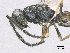  ( - SMNS_38394)  @11 [ ] CreativeCommons  Attribution Share-Alike (by-sa) (2020) State Museum of Natural History Stuttgart State Museum of Natural History Stuttgart