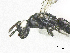  ( - SMNS_38516)  @11 [ ] CreativeCommons  Attribution Share-Alike (by-sa) (2020) State Museum of Natural History Stuttgart State Museum of Natural History Stuttgart