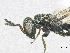  ( - SMNS_38518)  @11 [ ] CreativeCommons  Attribution Share-Alike (by-sa) (2020) State Museum of Natural History Stuttgart State Museum of Natural History Stuttgart