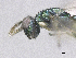  ( - SMNS_38777)  @11 [ ] CreativeCommons  Attribution Share-Alike (by-sa) (2020) State Museum of Natural History Stuttgart State Museum of Natural History Stuttgart