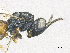  ( - SMNS_38890)  @11 [ ] CreativeCommons  Attribution Share-Alike (by-sa) (2020) State Museum of Natural History Stuttgart State Museum of Natural History Stuttgart