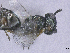  ( - SMNS_39082)  @11 [ ] CreativeCommons  Attribution Share-Alike (by-sa) (2020) State Museum of Natural History Stuttgart State Museum of Natural History Stuttgart