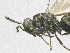  ( - SMNS_39101)  @11 [ ] CreativeCommons  Attribution Share-Alike (by-sa) (2020) State Museum of Natural History Stuttgart State Museum of Natural History Stuttgart