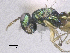  ( - SMNS_39210)  @11 [ ] CreativeCommons  Attribution Share-Alike (by-sa) (2020) State Museum of Natural History Stuttgart State Museum of Natural History Stuttgart