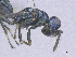  ( - SMNS_39285)  @11 [ ] CreativeCommons  Attribution Share-Alike (by-sa) (2020) State Museum of Natural History Stuttgart State Museum of Natural History Stuttgart