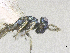 ( - SMNS_39291)  @11 [ ] CreativeCommons  Attribution Share-Alike (by-sa) (2020) State Museum of Natural History Stuttgart State Museum of Natural History Stuttgart