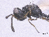  ( - SMNS_39996)  @11 [ ] CreativeCommons  Attribution Share-Alike (by-sa) (2020) State Museum of Natural History Stuttgart State Museum of Natural History Stuttgart