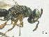  ( - SMNS_40117)  @11 [ ] CreativeCommons  Attribution Share-Alike (by-sa) (2020) State Museum of Natural History Stuttgart State Museum of Natural History Stuttgart