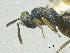  ( - SMNS_40312)  @11 [ ] CreativeCommons  Attribution Share-Alike (by-sa) (2020) State Museum of Natural History Stuttgart State Museum of Natural History Stuttgart