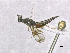  ( - SMNS_40471)  @11 [ ] CreativeCommons  Attribution Share-Alike (by-sa) (2020) State Museum of Natural History Stuttgart State Museum of Natural History Stuttgart