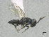  (Psychophagoides - SMNS_40909)  @11 [ ] CreativeCommons  Attribution Share-Alike (by-sa) (2020) State Museum of Natural History Stuttgart State Museum of Natural History Stuttgart