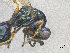  ( - SMNS_41786)  @11 [ ] CreativeCommons  Attribution Share-Alike (by-sa) (2020) State Museum of Natural History Stuttgart State Museum of Natural History Stuttgart