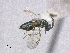  (Lamprotatus crassipes - SMNS_41830)  @11 [ ] CreativeCommons  Attribution Share-Alike (by-sa) (2020) State Museum of Natural History Stuttgart State Museum of Natural History Stuttgart