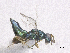  ( - SMNS_41876)  @11 [ ] CreativeCommons  Attribution Share-Alike (by-sa) (2020) State Museum of Natural History Stuttgart State Museum of Natural History Stuttgart