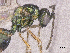  ( - SMNS_41911)  @11 [ ] CreativeCommons  Attribution Share-Alike (by-sa) (2020) State Museum of Natural History Stuttgart State Museum of Natural History Stuttgart
