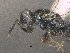  ( - SMNS_45995)  @11 [ ] CreativeCommons  Attribution Share-Alike (by-sa) (2020) State Museum of Natural History Stuttgart State Museum of Natural History Stuttgart
