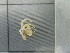  (Ophiomisidium pulchellum - SeaMP_SB106)  @11 [ ] Unspecified (default): All Rights Reserved (2022) Unspecified Unspecified