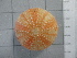  ( - SeaMP_SB126)  @11 [ ] Unspecified (default): All Rights Reserved (2022) Unspecified Unspecified