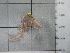  (Ophiactis carnea - SeaMP_SB187)  @11 [ ] Unspecified (default): All Rights Reserved (2022) Unspecified Unspecified