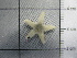  (Astropecten irregularis pontoporeus - SeaMP_SB278)  @11 [ ] Unspecified (default): All Rights Reserved (2023) Unspecified Unspecified