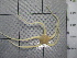  (Ophiuroglypha costata - SeaMP_SB286)  @11 [ ] Unspecified (default): All Rights Reserved (2023) Unspecified Unspecified