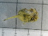  (Inflatella - SeaMP_SB440)  @11 [ ] Unspecified (default): All Rights Reserved (2023) Unspecified Unspecified