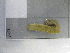  (Flustramorpha - SeaMP_SB048)  @11 [ ] Unspecified (default): All Rights Reserved (2022) Unspecified Unspecified