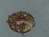  ( - HUJINVACA161)  @11 [ ] No Rights Reserved (2016) Eric Palevsky Agricultural Research Organization, Israel