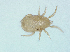  (Ameroseius eumorphus - HUJINVACA207)  @11 [ ] No Rights Reserved (2016) Eric Palevsky Agricultural Research Organization, Israel