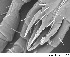  ( - HUJINVACA24)  @11 [ ] CreativeCommons - Attribution Non-Commercial Share-Alike (2017) Eric Palevsky Agricultural Research Organization