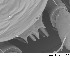  ( - HUJINVACA276)  @11 [ ] CreativeCommons - Attribution Non-Commercial Share-Alike (2017) Eric Palevsky Agricultural Research Organization