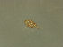  ( - HUJINVACA286)  @11 [ ] No Rights Reserved (2016) Eric Palevsky Agricultural Research Organization, Israel