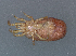  (Dermanyssus gallinae - HUJINVACA3)  @11 [ ] No Rights Reserved (2016) Eric Palevsky Agricultural Research Organization, Israel