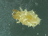  ( - HUJINVACA47)  @13 [ ] No Rights Reserved (2016) Eric Palevsky Agricultural Research Organization, Israel
